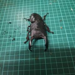 テイオウヒラタクワガタの画像