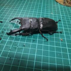 テイオウヒラタクワガタの画像