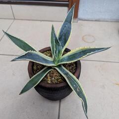 お話し中　アガベ　植木鉢ごとの画像