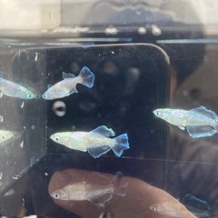 スペード伸び無し2p の画像