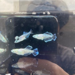 スペード伸び無し2p の画像