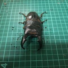 ①スマトラオオヒラタクワガタの画像