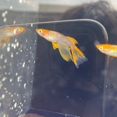 ブルズ1ペア＋雌1の画像