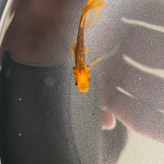 ブルズ1ペア＋雌1の画像