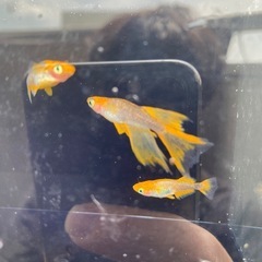 ブルズ1ペア＋雌1の画像