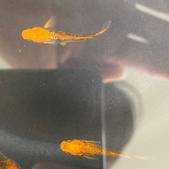 ブルズ1ペア＋雌1の画像