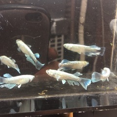 めだかマリアージュＫＷＦメダカの画像