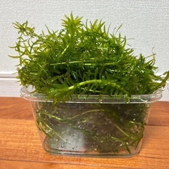 水槽の草🌱の画像