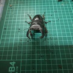 ②スマトラオオヒラタの画像