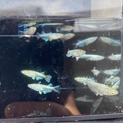 グラディオ雌
の画像