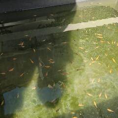 メダカの画像