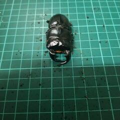 ①アンタエウスオオヒラタクワガタの画像