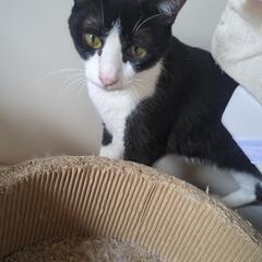 ビビリちゃん白黒猫
