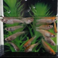 メダカ 王華 13匹セット 4ペア以上います 若魚 めだか 上州めだか 稚魚 現物の画像