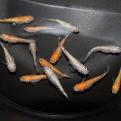 メダカ 王華 13匹セット 4ペア以上います 若魚 めだか 上州めだか 稚魚 現物の画像