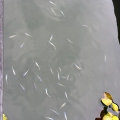 ネプチューンメダカ　6匹　④の画像