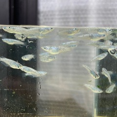 狼牙メダカ　７匹の画像