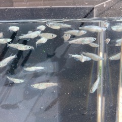 狼牙メダカ　７匹の画像