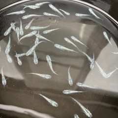 狼牙メダカ　７匹の画像