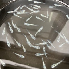 狼牙メダカ　７匹の画像
