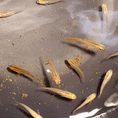 炎龍メダカ 幼魚若魚 20匹 餌付き　めだかの画像