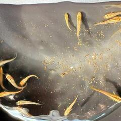 炎龍メダカ 幼魚若魚 20匹 餌付き　めだかの画像