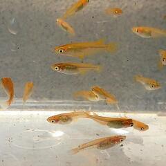 炎龍メダカ 幼魚若魚 20匹 餌付き　めだかの画像