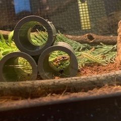 かなへびについて教えてください