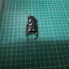 ⑤アンタエウスオオヒラタクワガタの画像