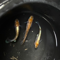 菊銀紅玉　めだか　成魚　トリオの画像