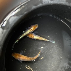 菊銀紅玉　めだか　成魚　トリオの画像