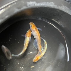 菊銀紅玉　めだか　成魚　トリオの画像