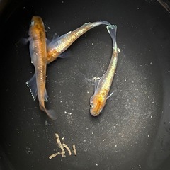 菊銀紅玉　めだか　成魚　トリオの画像