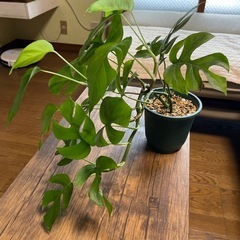 ヒメモンステラ　鉢植えの画像