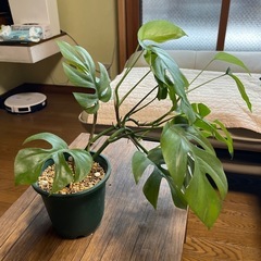 ヒメモンステラ　鉢植えの画像