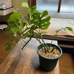 ヒメモンステラ　鉢植えの画像
