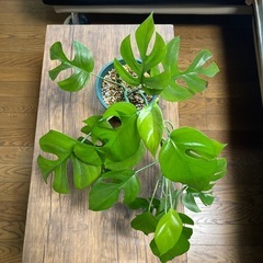 ヒメモンステラ　鉢植えの画像
