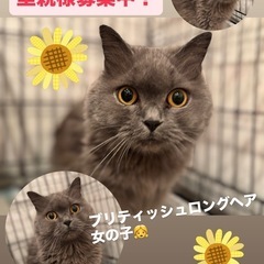 ブリティッシュロングヘア　女の子