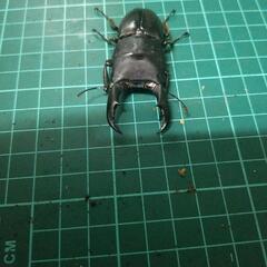 サキシマヒラタクワガタの画像