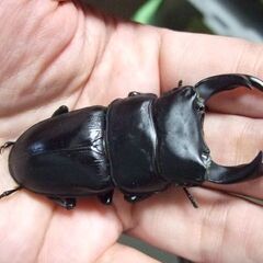 奈良県産オオクワガタ F1 ♂68.8ミリ ♀44ミリ ペアの画像