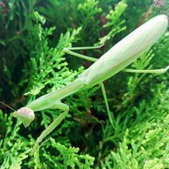 天然オオカマキリ♀単品の画像