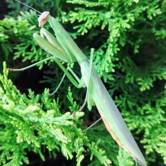 天然オオカマキリ♀単品の画像
