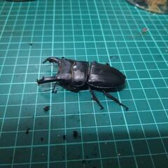 ①スジブトヒラタクワガタの画像
