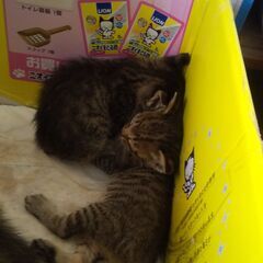 キジトラ猫　3匹　生後一か月　 - 武雄市