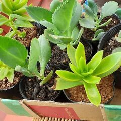 植物　①　の画像