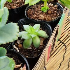 植物　①　の画像