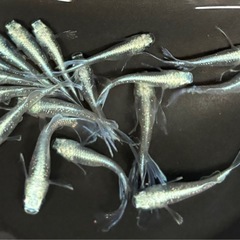 🐟夏休み特別②いろいろメダカ 30匹 ※選別おまかせ🐟の画像
