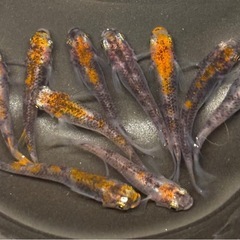 🐟夏休み特別②いろいろメダカ 30匹 ※選別おまかせ🐟の画像
