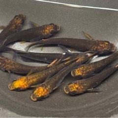 🐟夏休み特別②いろいろメダカ 30匹 ※選別おまかせ🐟の画像