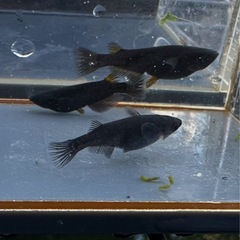 メダカ 黒心龍🐉黒極み 1ペア＋メスの画像